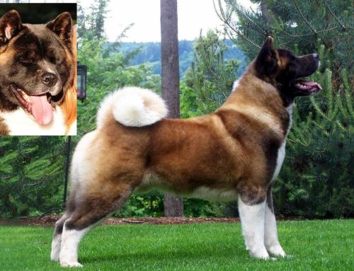 AKC Akita Standard
