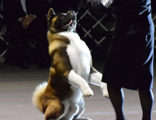 Breed History