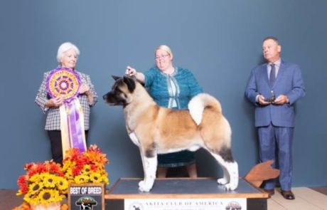 GCH CALAMUS DREAM A LITTLE DREAM ONYX Click to view larger.