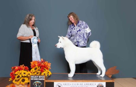GCH CH MAYOKE’S WALKIN’ IN HIGH COTTON Click to view larger.