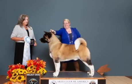 GCH CALAMUS DREAM A LITTLE DREAM ONYX Click to view larger.