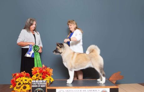 GCHB GCH DREAM HI’S WINCHESTER’S CHAMPAGNE & FYRE Click to view larger.