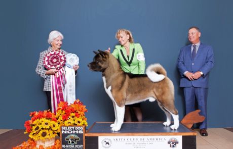 GCH CH CROWNROYAL-NINJITSU IRON SHARPENS IRON CGCA TKI Click to view larger.