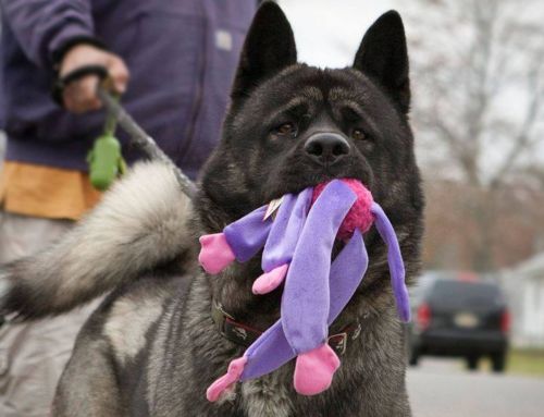 The Akita