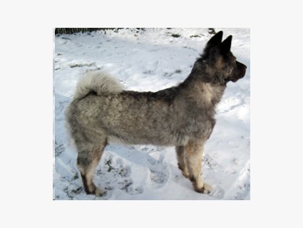 January 2016 Photo of Sarge courtesy of John Wheeler