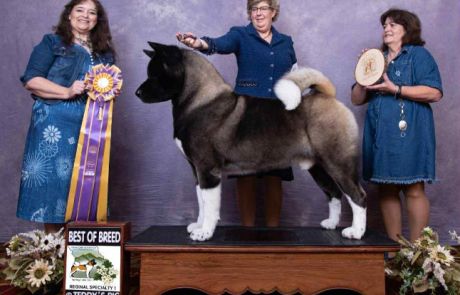 2025 Regional #1 Best of Breed (BOB)