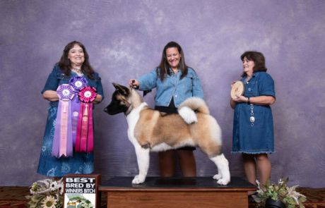 2025 Regional #1 WB/BBE/Best Bred-By Puppy