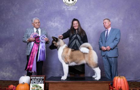2025 Pre National RWB/BBE/Best Bred by in Show